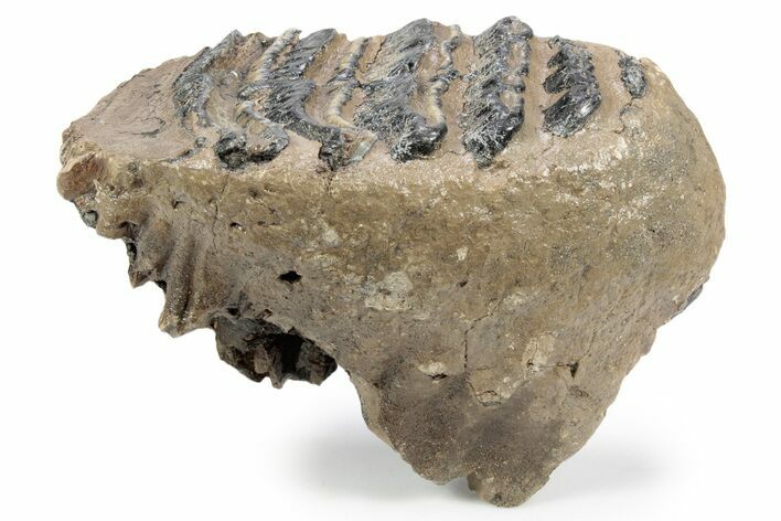 Southern Mammoth Partial Upper M Molar - Hungary #357050